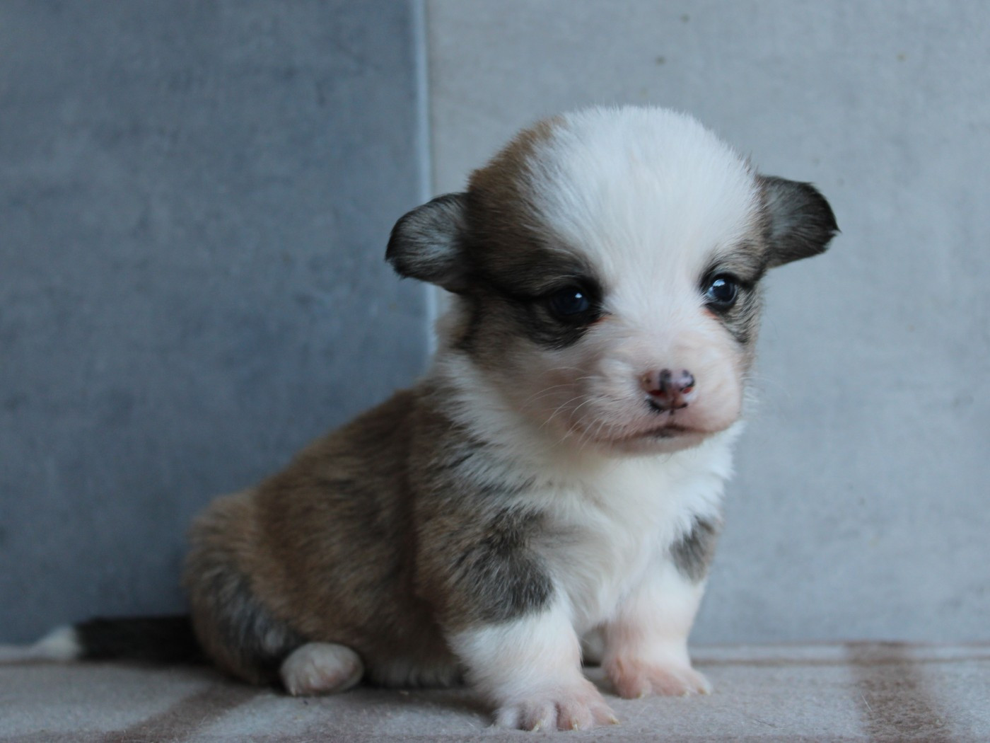 du clos d'Arlequin - Chiots disponibles - Welsh Corgi Pembroke