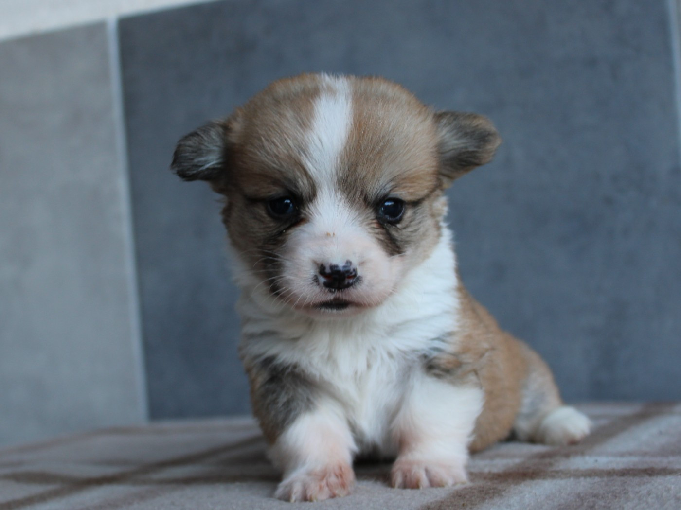 du clos d'Arlequin - Chiots disponibles - Welsh Corgi Pembroke
