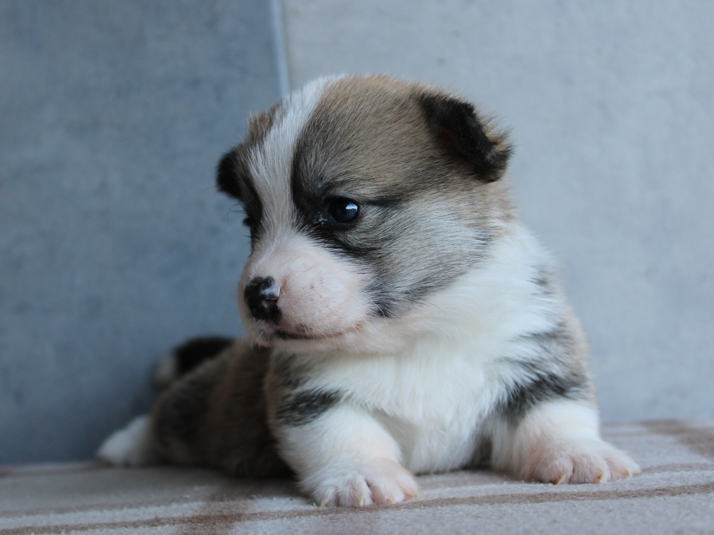du clos d'Arlequin - Chiots disponibles - Welsh Corgi Pembroke