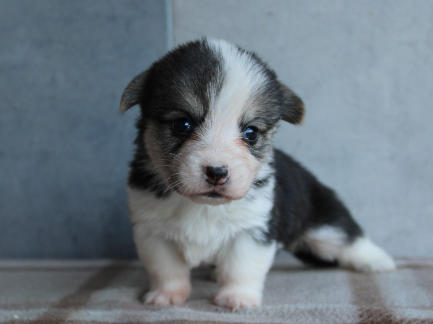 du clos d'Arlequin - Chiots disponibles - Welsh Corgi Pembroke