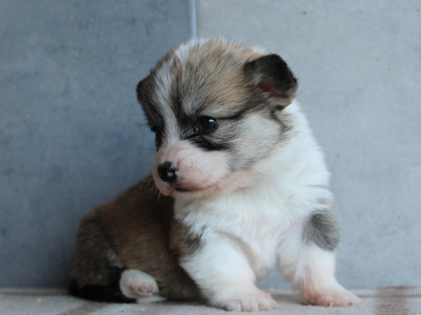 du clos d'Arlequin - Chiots disponibles - Welsh Corgi Pembroke