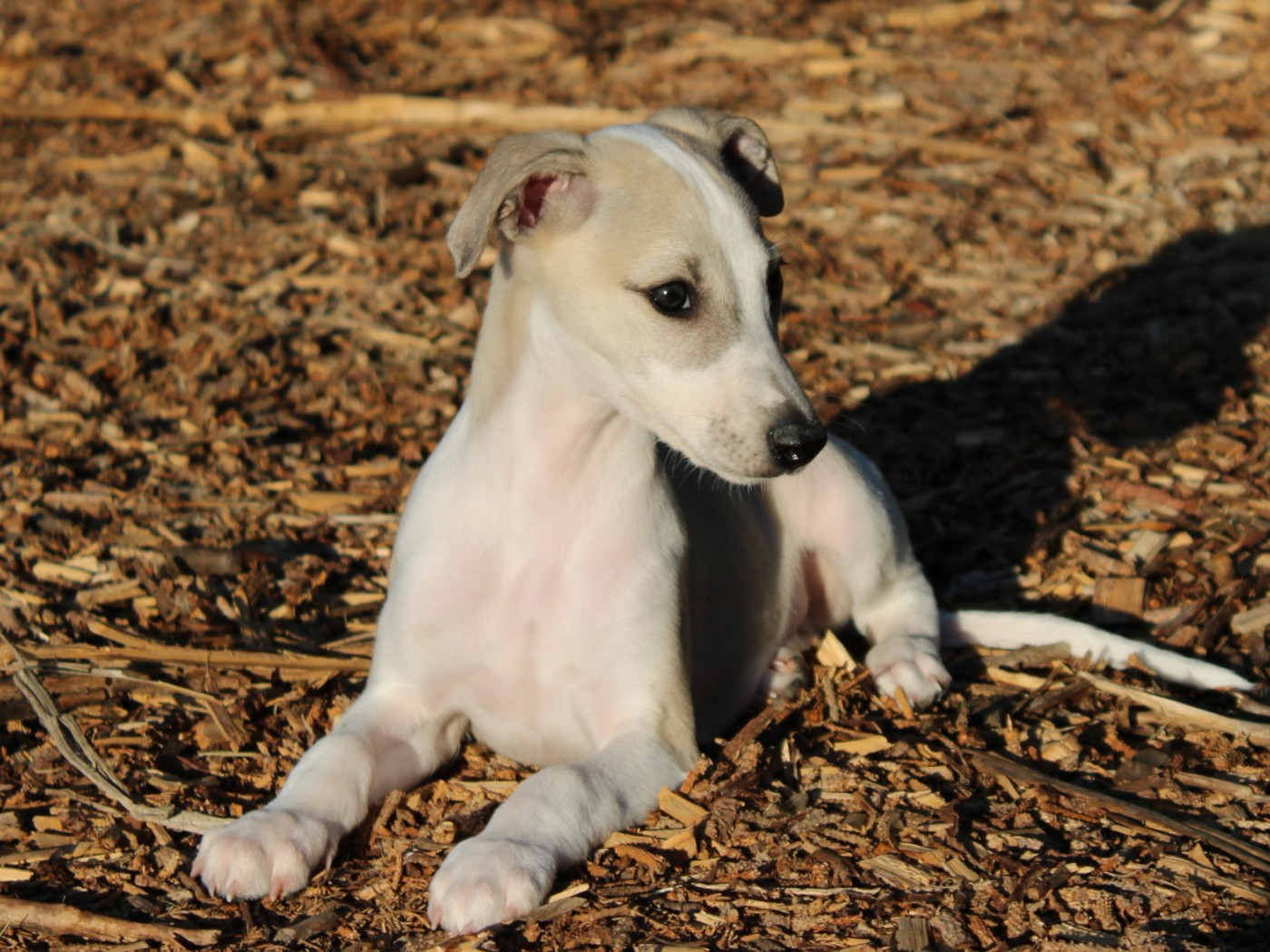 du clos d'Arlequin - Chiots disponibles - Whippet