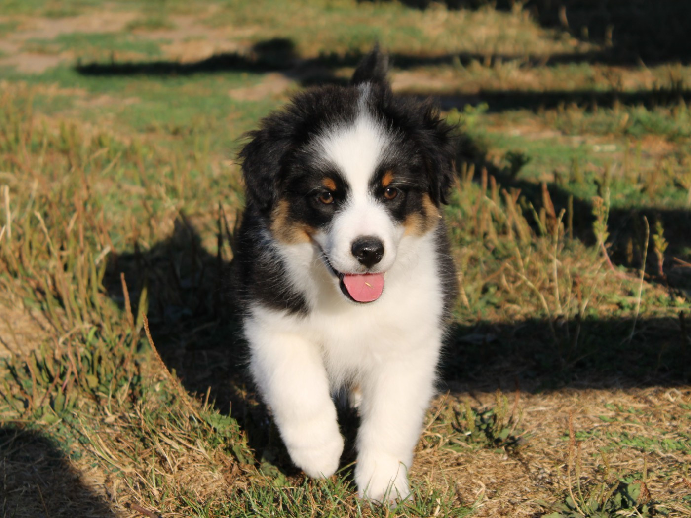 du clos d'Arlequin - Chiots disponibles - Berger Américain Miniature 