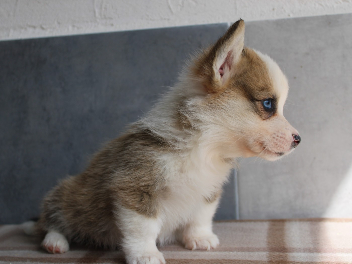 du clos d'Arlequin - Chiots disponibles - Welsh Corgi Pembroke