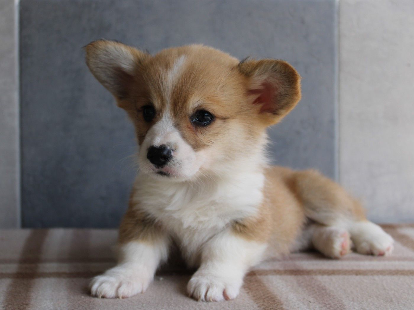 du clos d'Arlequin - Chiots disponibles - Welsh Corgi Pembroke