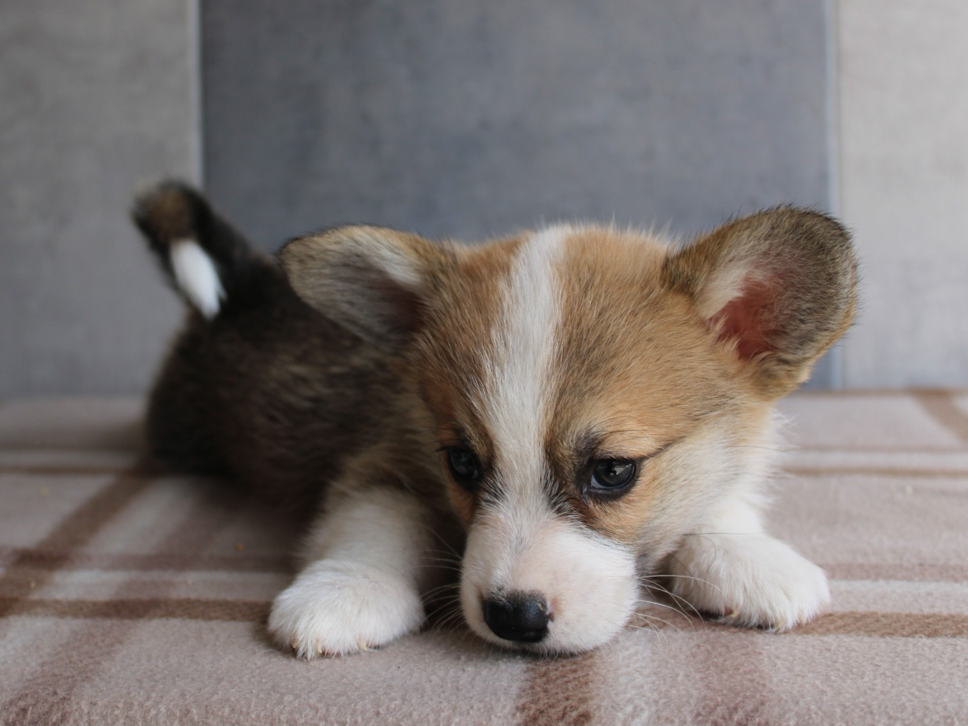 du clos d'Arlequin - Chiots disponibles - Welsh Corgi Pembroke