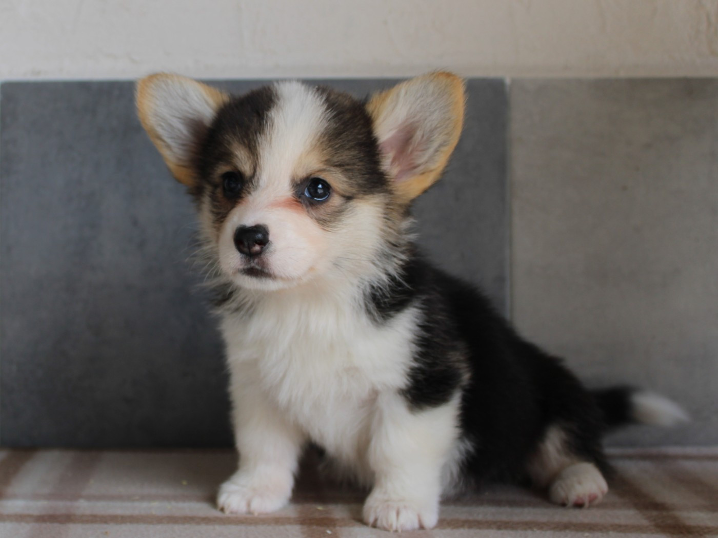 du clos d'Arlequin - Chiots disponibles - Welsh Corgi Pembroke