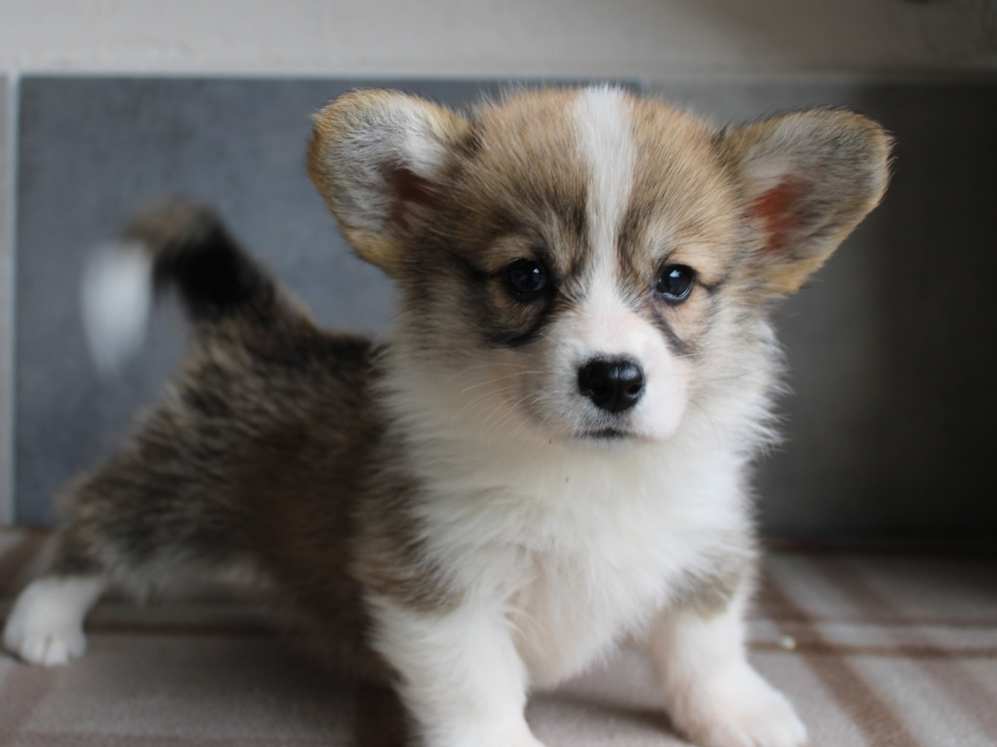 du clos d'Arlequin - Chiots disponibles - Welsh Corgi Pembroke
