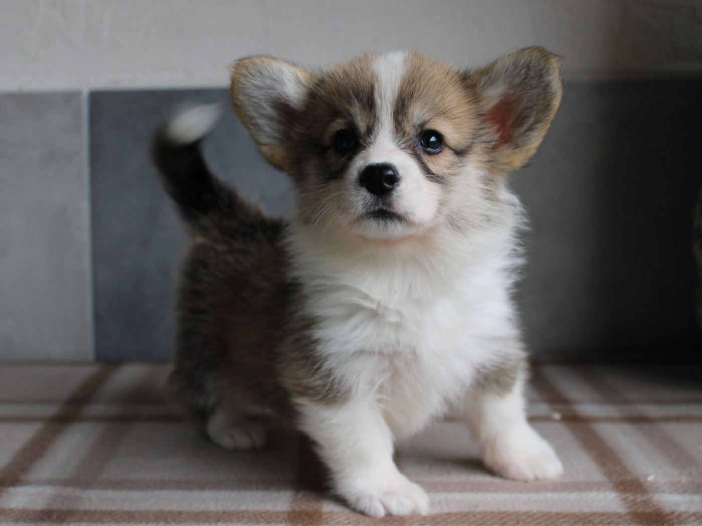Chiot Welsh Corgi Pembroke du clos d'Arlequin