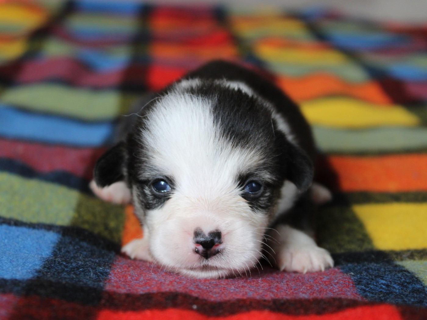 du clos d'Arlequin - Chiots disponibles - Welsh Corgi Pembroke