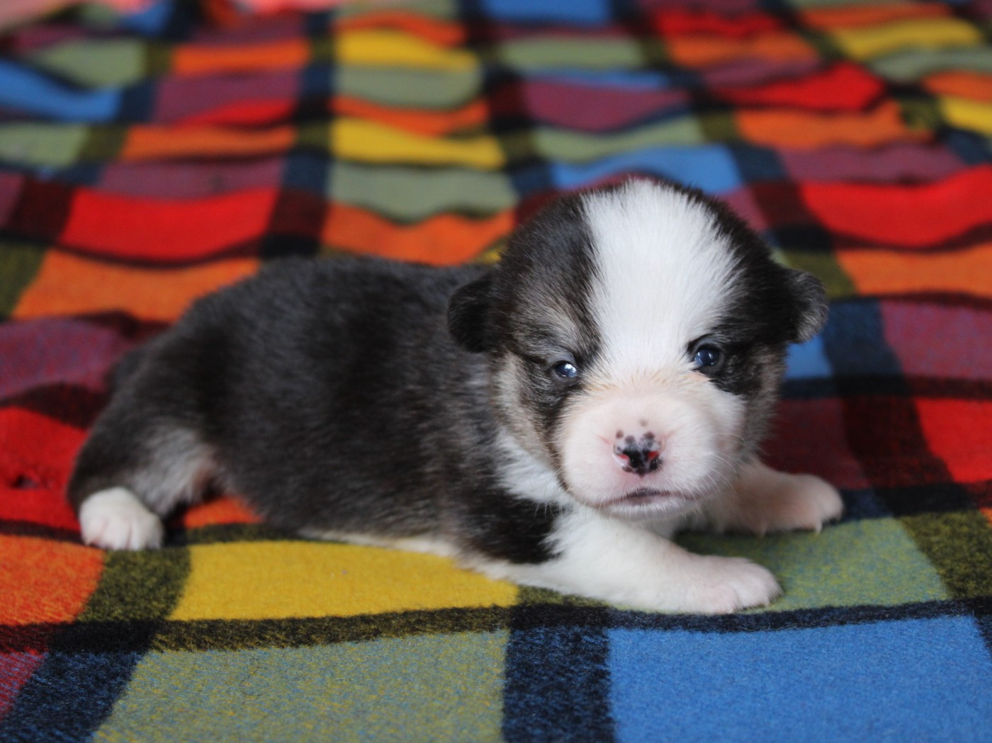 du clos d'Arlequin - Chiots disponibles - Welsh Corgi Pembroke