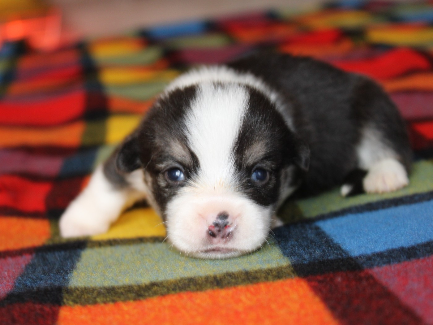 du clos d'Arlequin - Chiots disponibles - Welsh Corgi Pembroke