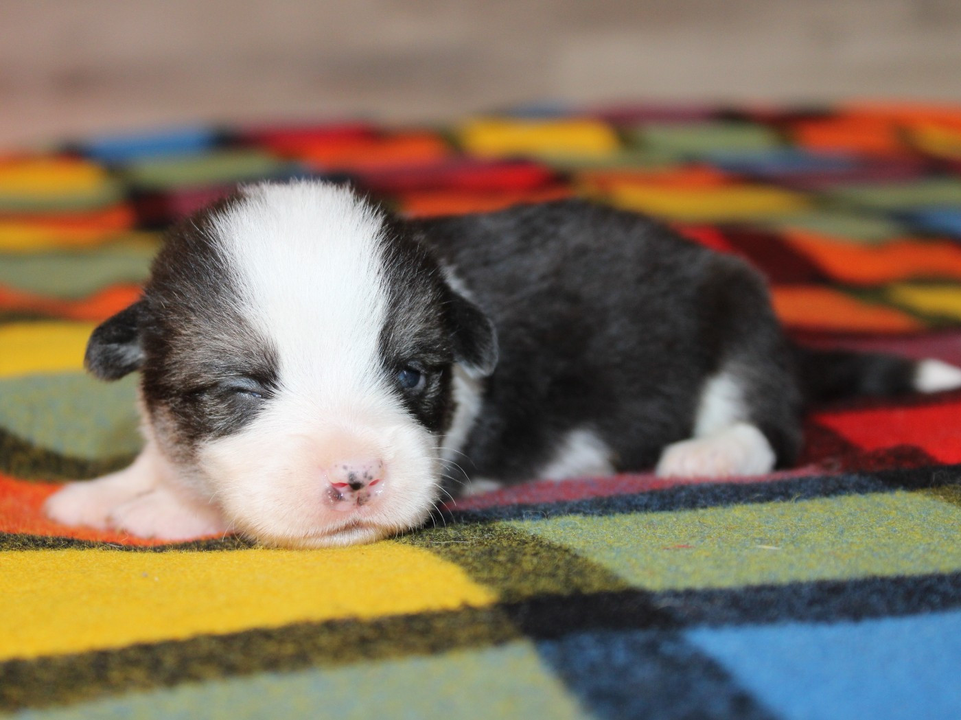 du clos d'Arlequin - Chiots disponibles - Welsh Corgi Pembroke