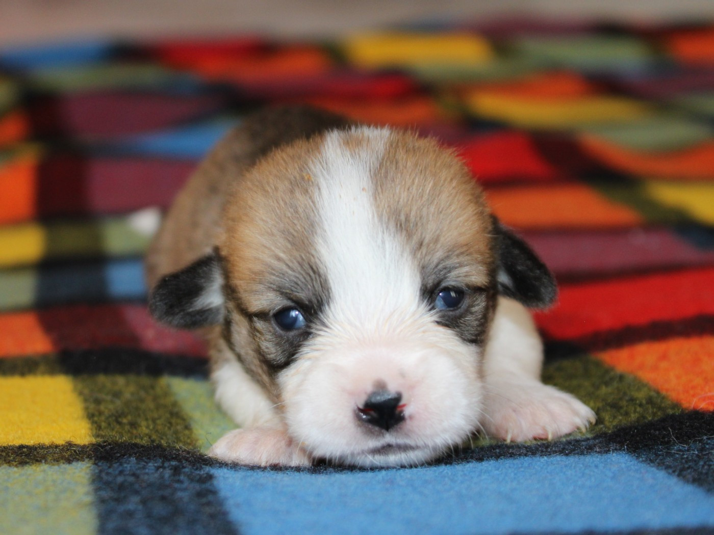 du clos d'Arlequin - Chiots disponibles - Welsh Corgi Pembroke