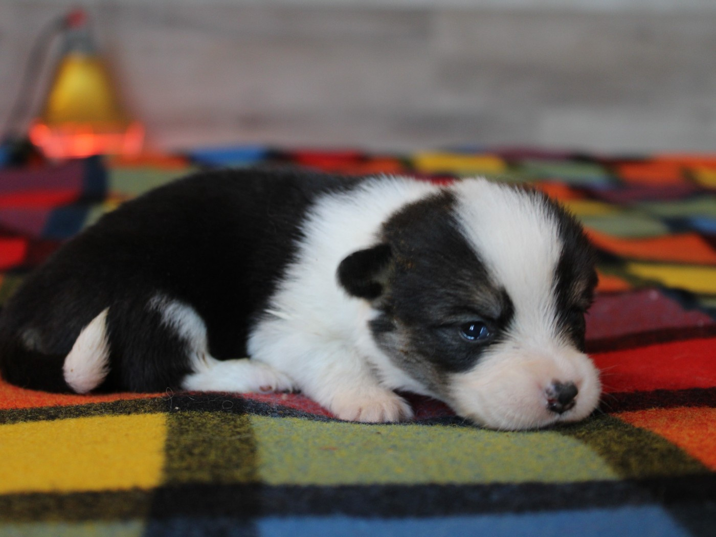 du clos d'Arlequin - Chiots disponibles - Welsh Corgi Pembroke