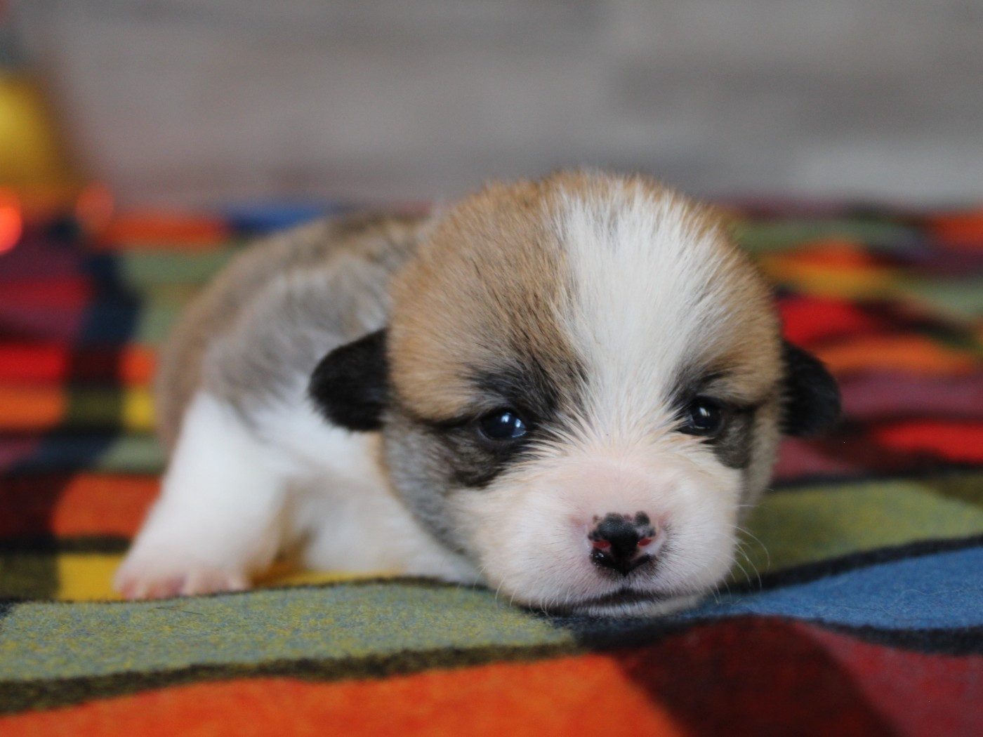 du clos d'Arlequin - Chiots disponibles - Welsh Corgi Pembroke