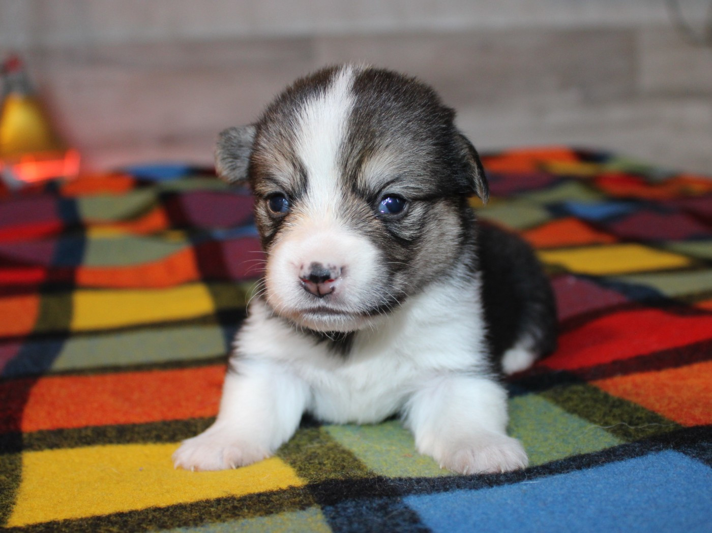 du clos d'Arlequin - Chiots disponibles - Welsh Corgi Pembroke