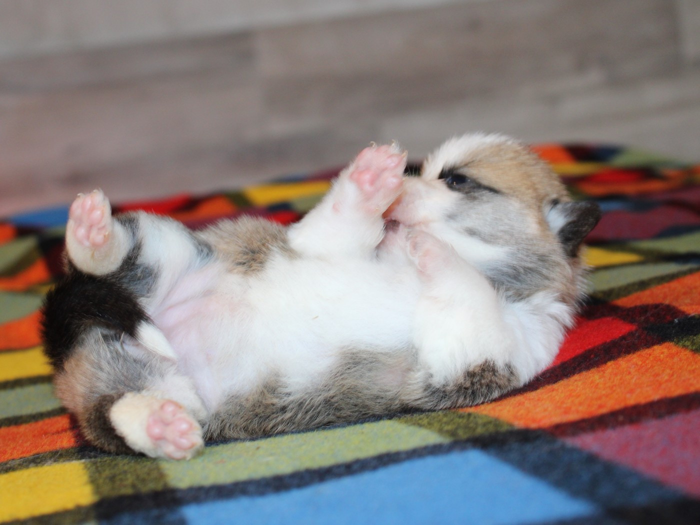 Chiot Welsh Corgi Pembroke du clos d'Arlequin