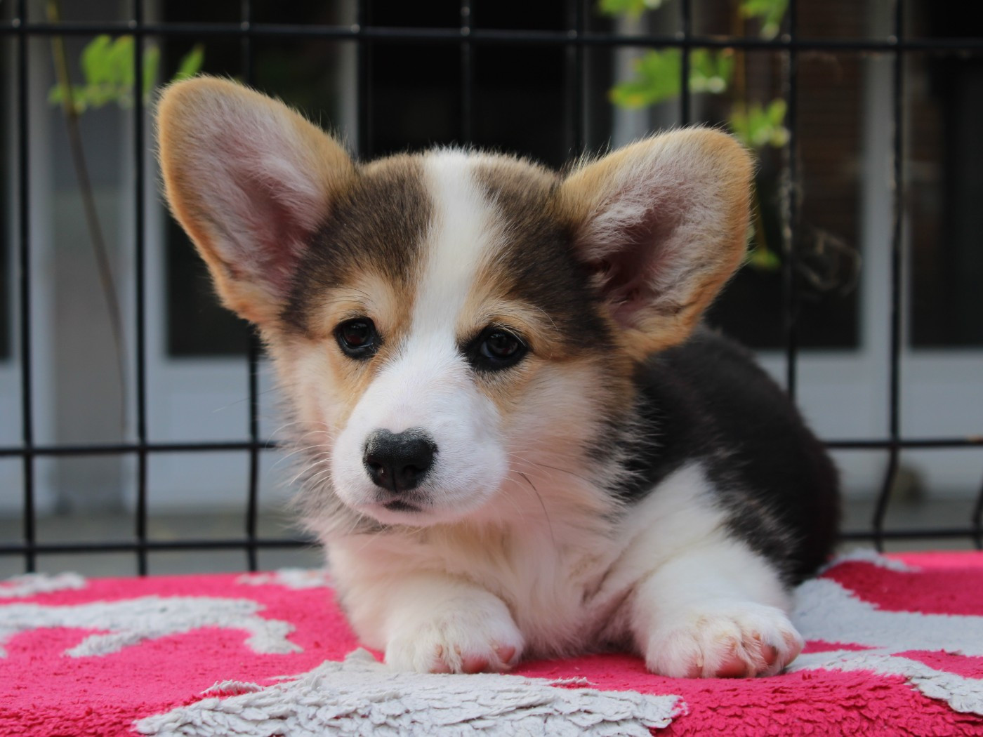 du clos d'Arlequin - Chiots disponibles - Welsh Corgi Pembroke