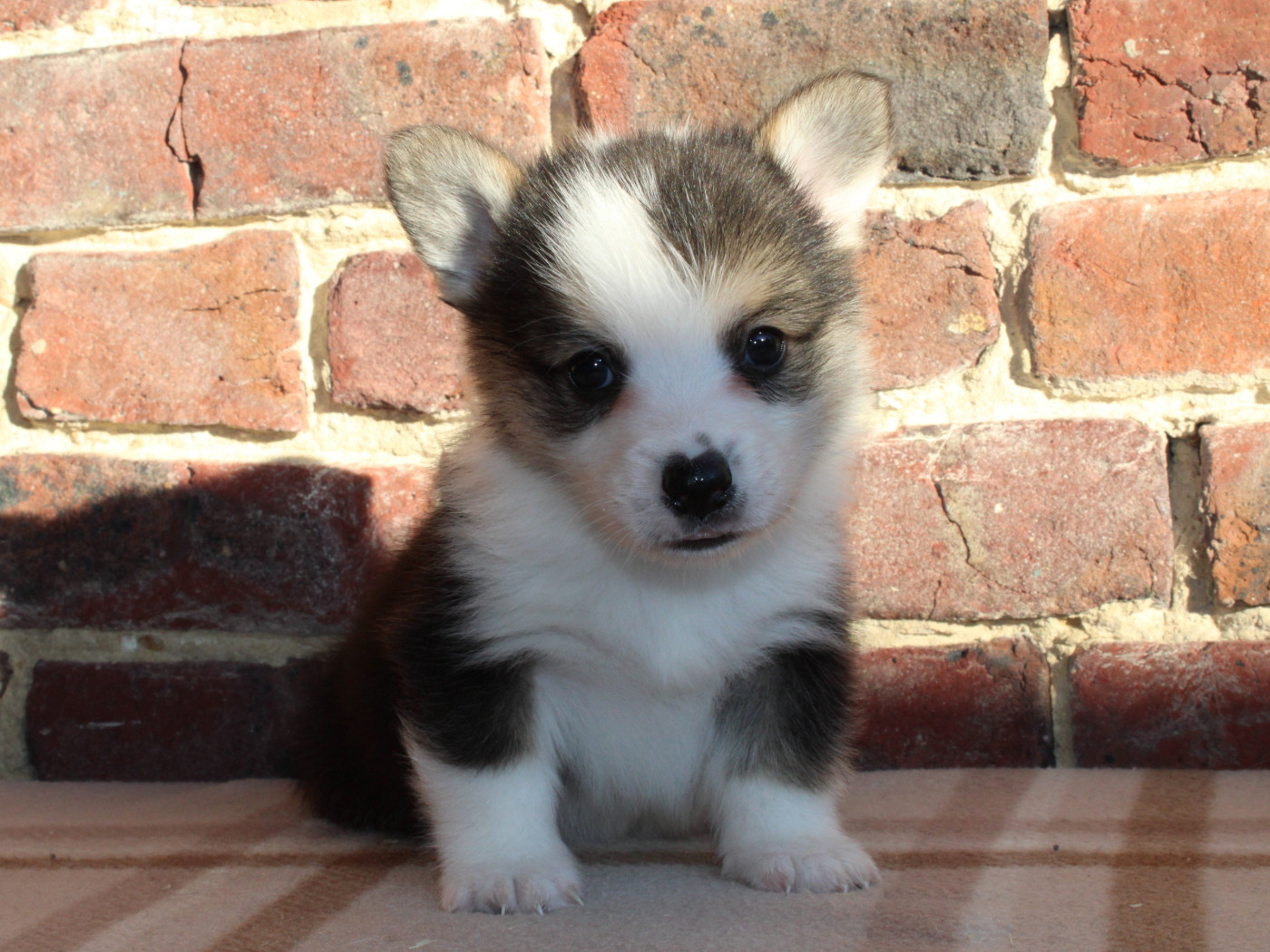 du clos d'Arlequin - Chiots disponibles - Welsh Corgi Pembroke