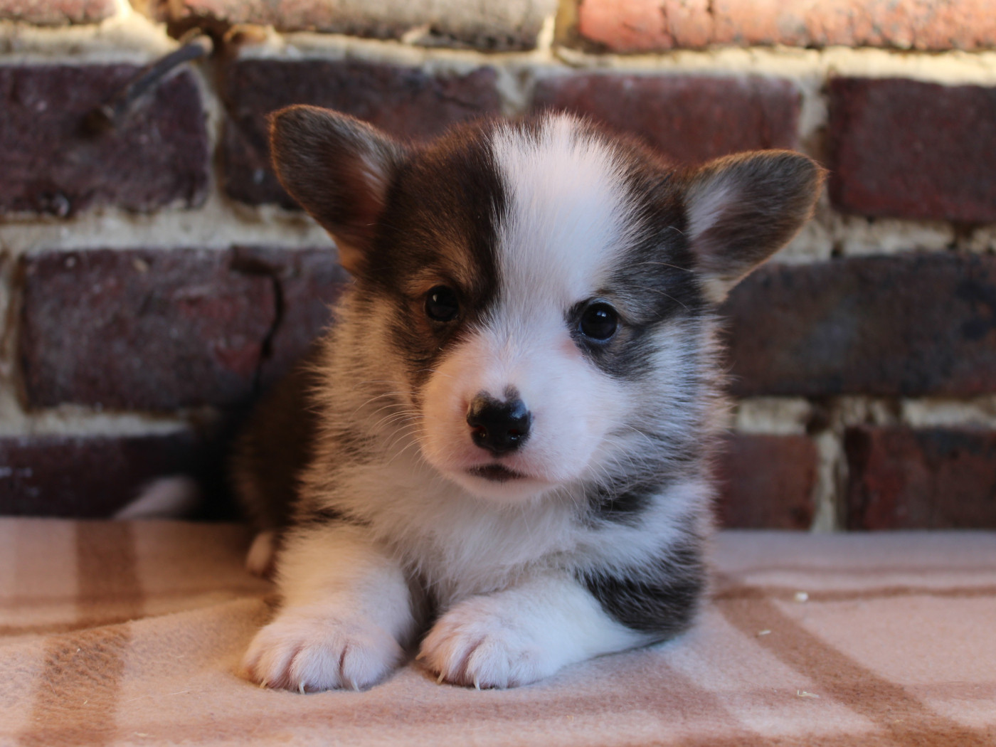 du clos d'Arlequin - Chiots disponibles - Welsh Corgi Pembroke