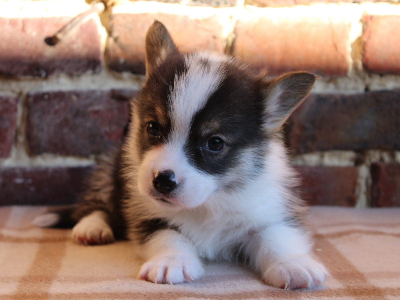 du clos d'Arlequin - Chiots disponibles - Welsh Corgi Pembroke