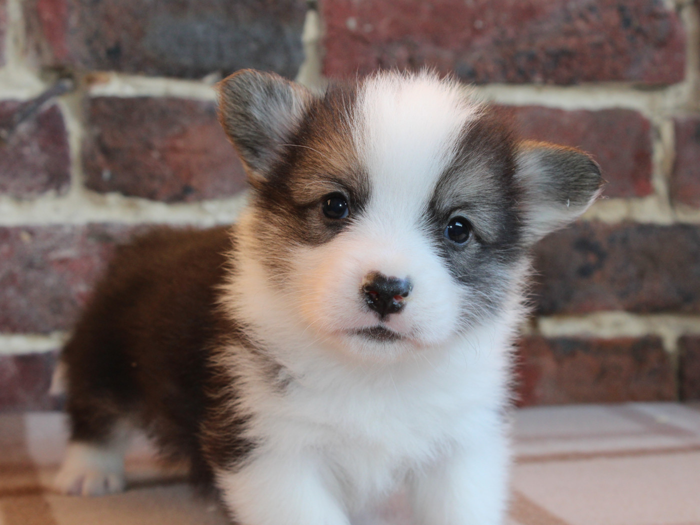 du clos d'Arlequin - Chiots disponibles - Welsh Corgi Pembroke