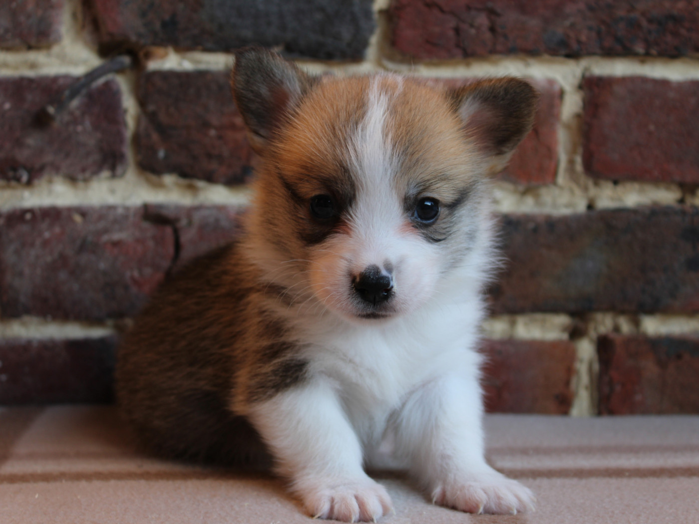 du clos d'Arlequin - Chiots disponibles - Welsh Corgi Pembroke