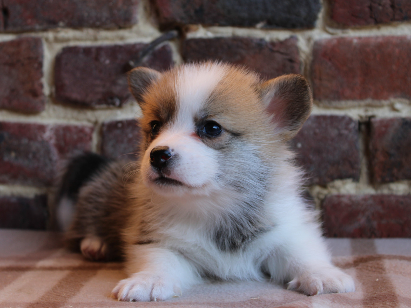 du clos d'Arlequin - Chiots disponibles - Welsh Corgi Pembroke