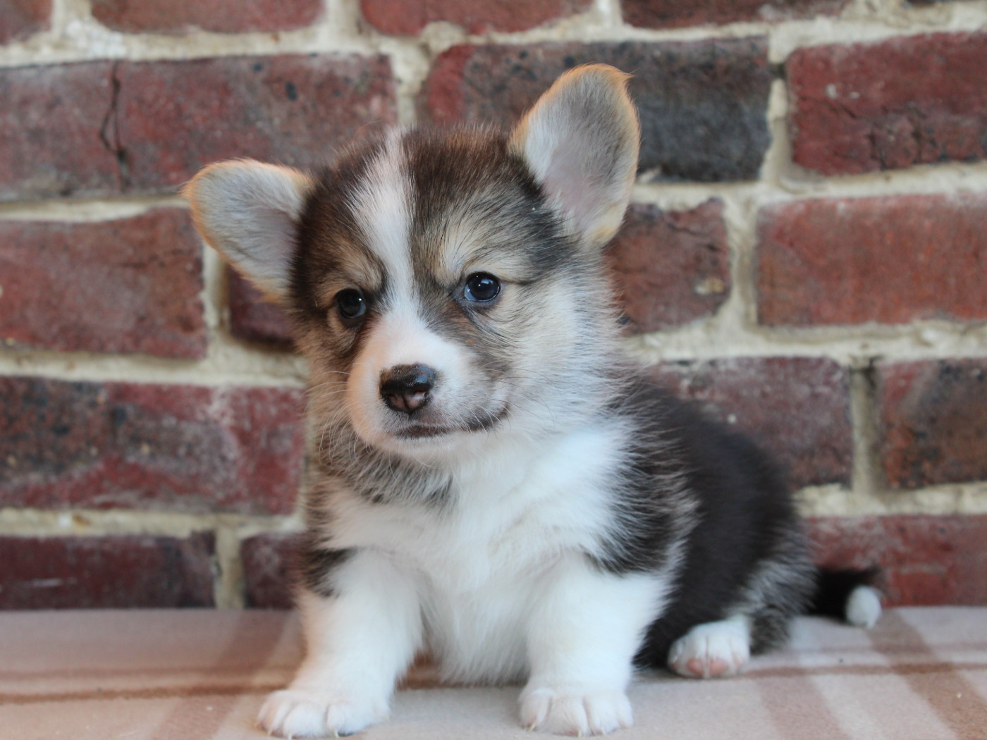 du clos d'Arlequin - Chiots disponibles - Welsh Corgi Pembroke
