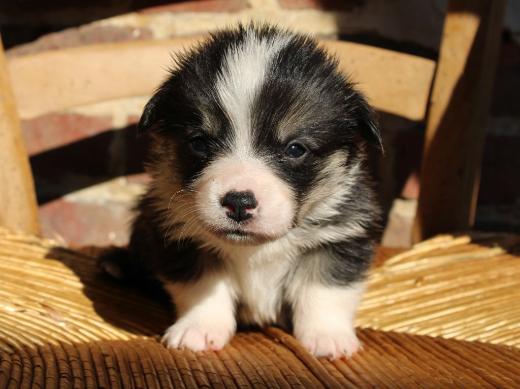 du clos d'Arlequin - Chiots disponibles - Welsh Corgi Pembroke