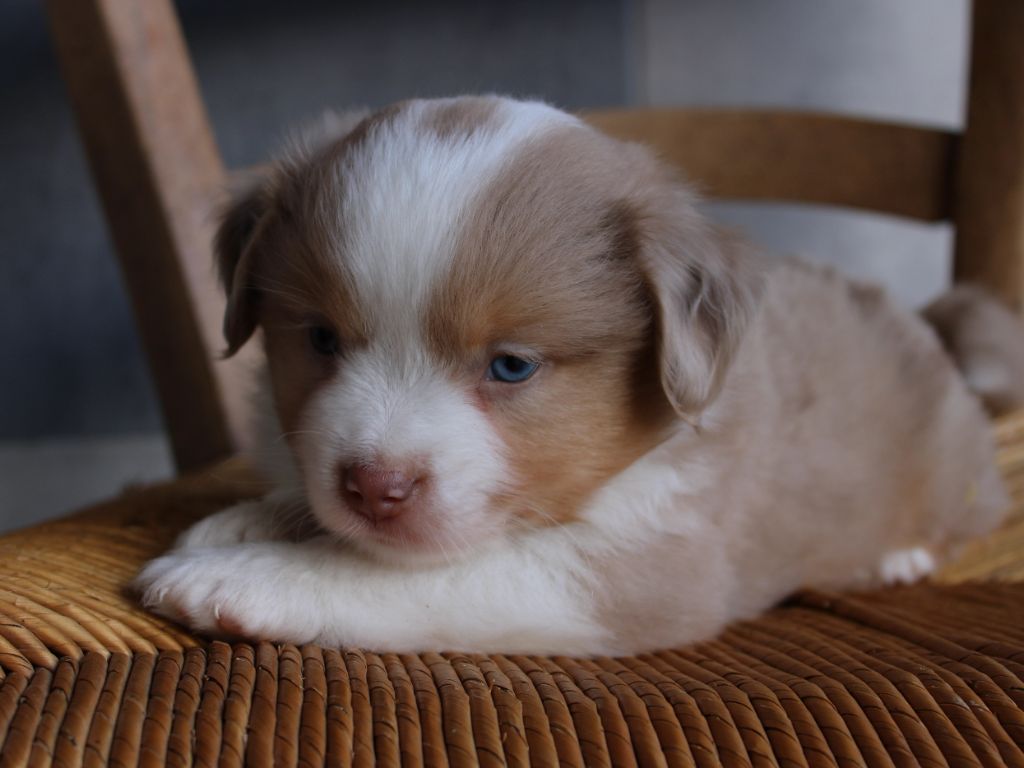 du clos d'Arlequin - Chiots disponibles - Berger Américain Miniature 