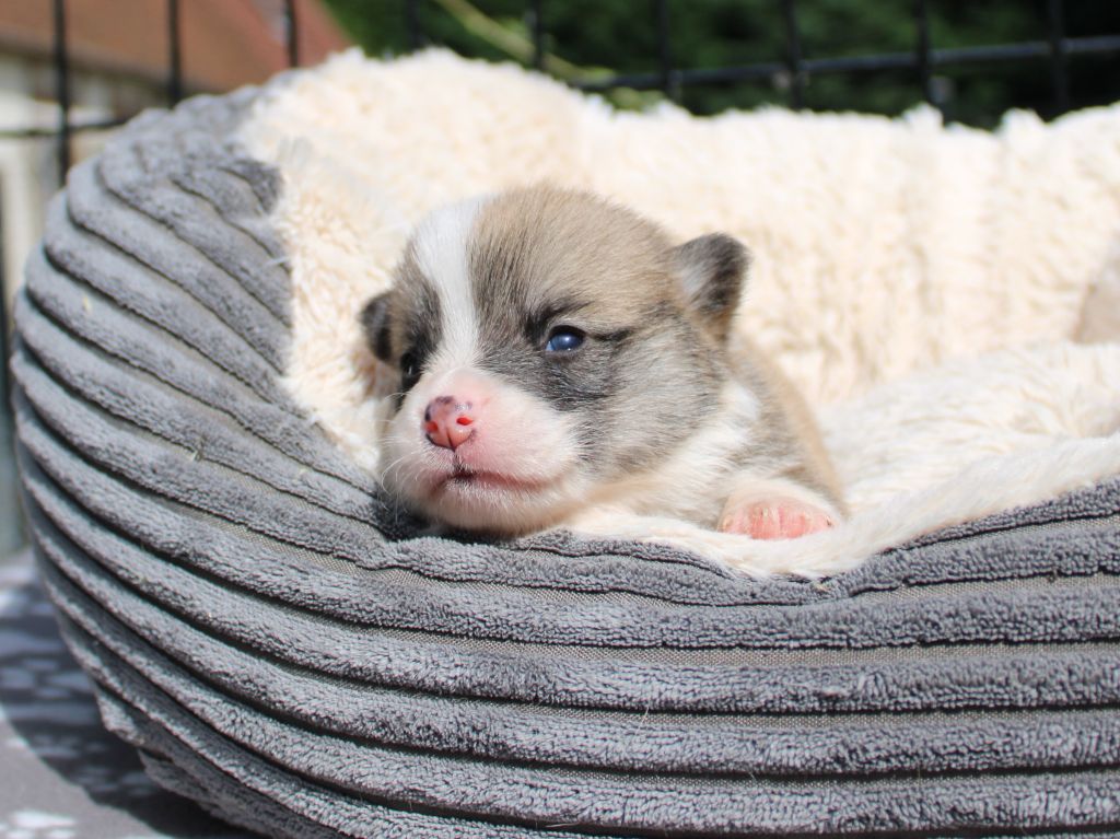 CHIOT 3