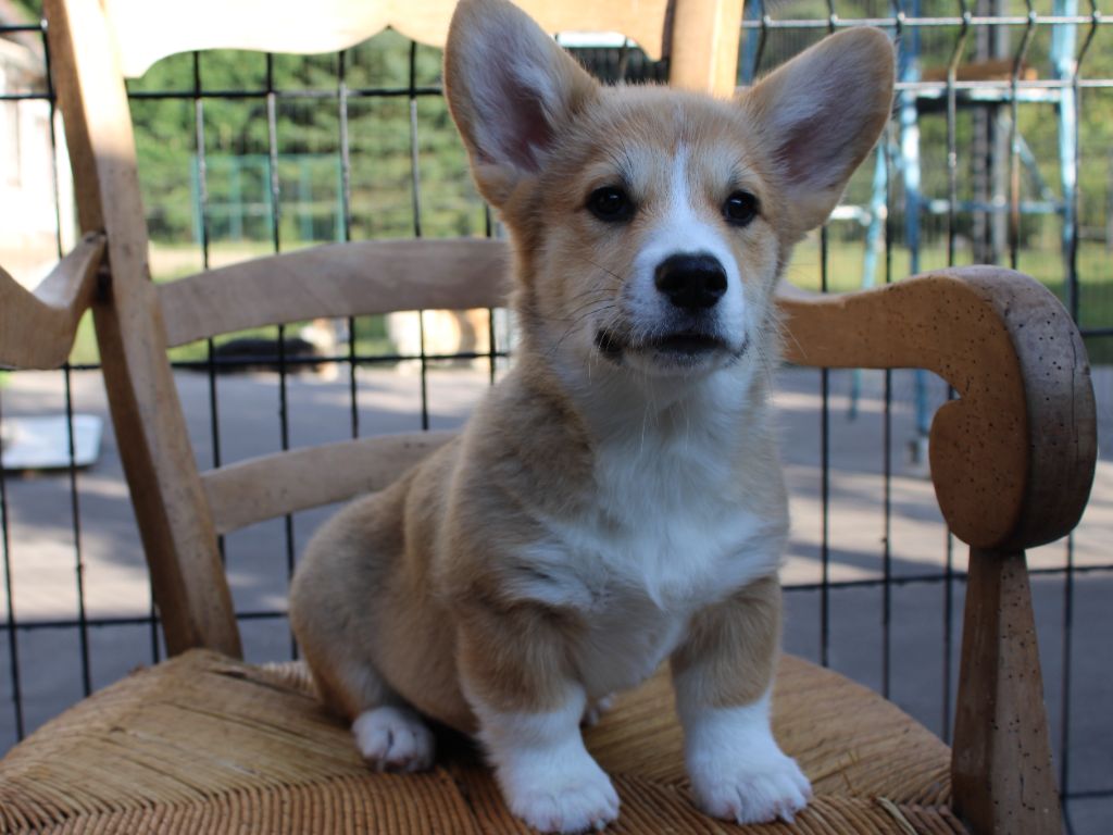 du clos d'Arlequin - Chiots disponibles - Welsh Corgi Pembroke