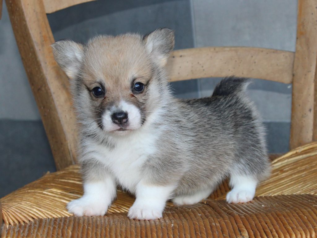 du clos d'Arlequin - Chiots disponibles - Welsh Corgi Pembroke