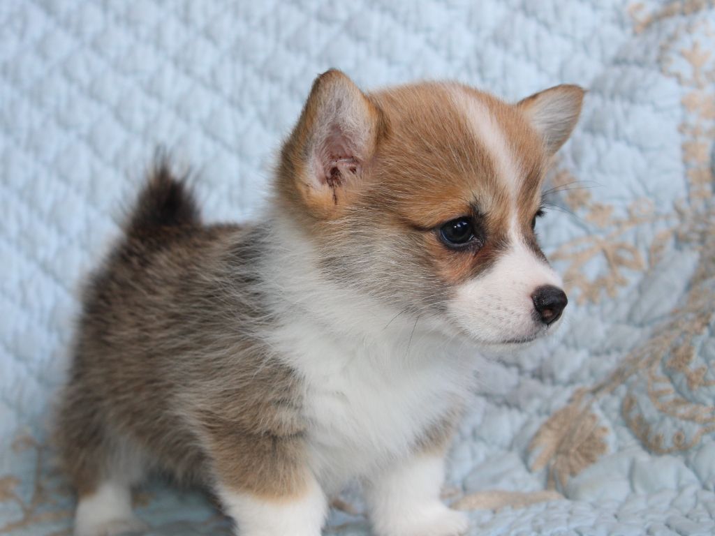 du clos d'Arlequin - Chiots disponibles - Welsh Corgi Pembroke