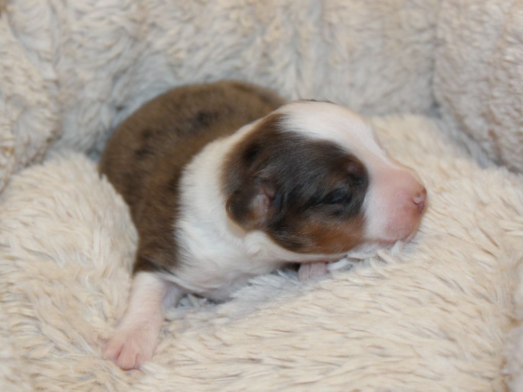 du clos d'Arlequin - Chiots disponibles - Berger Américain Miniature 