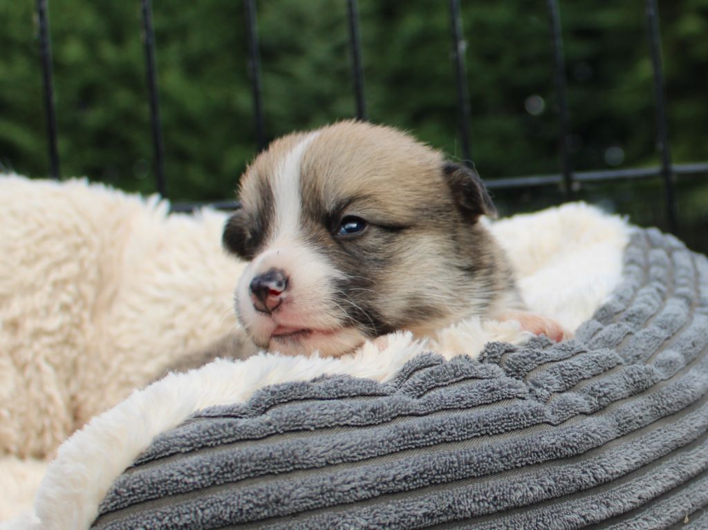 CHIOT 2