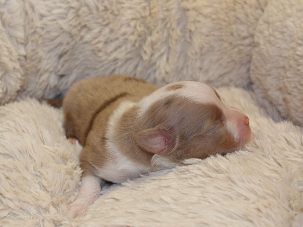 du clos d'Arlequin - Chiots disponibles - Berger Américain Miniature 