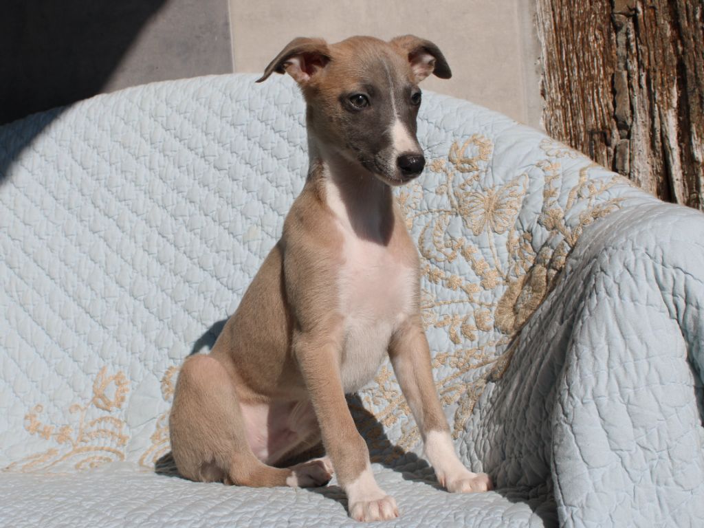 du clos d'Arlequin - Chiots disponibles - Whippet