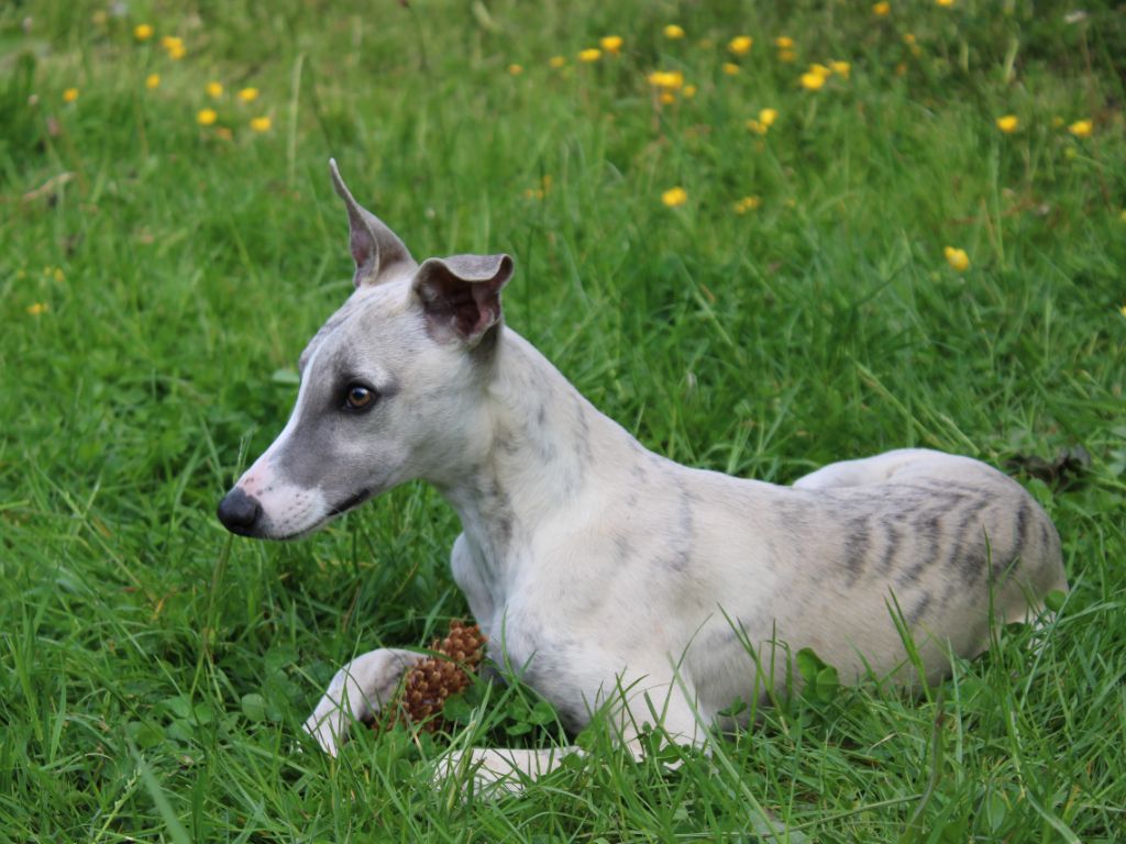 Chiot Whippet du clos d'Arlequin