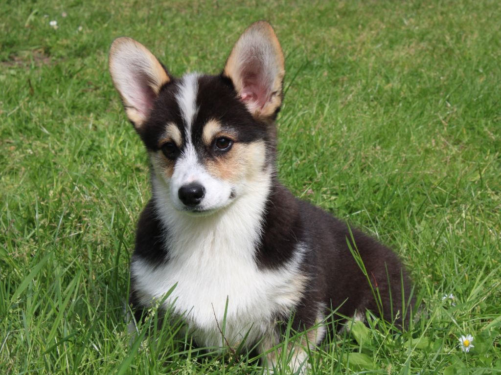 du clos d'Arlequin - Chiots disponibles - Welsh Corgi Pembroke