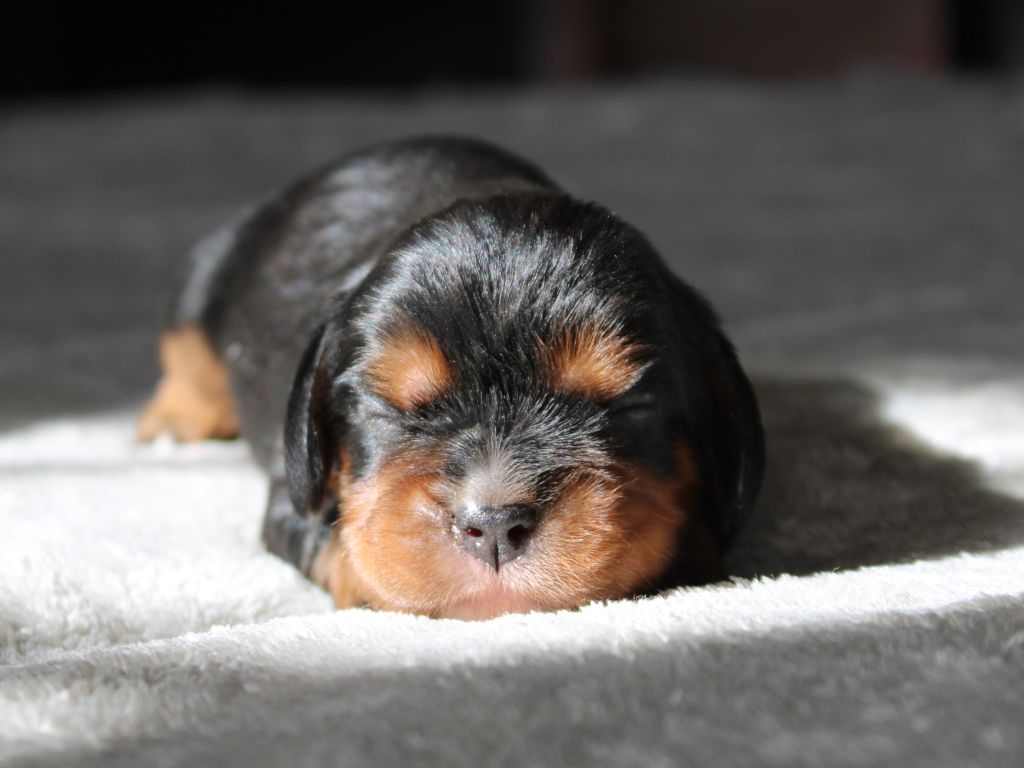 du clos d'Arlequin - Chiots disponibles - Cavalier King Charles Spaniel