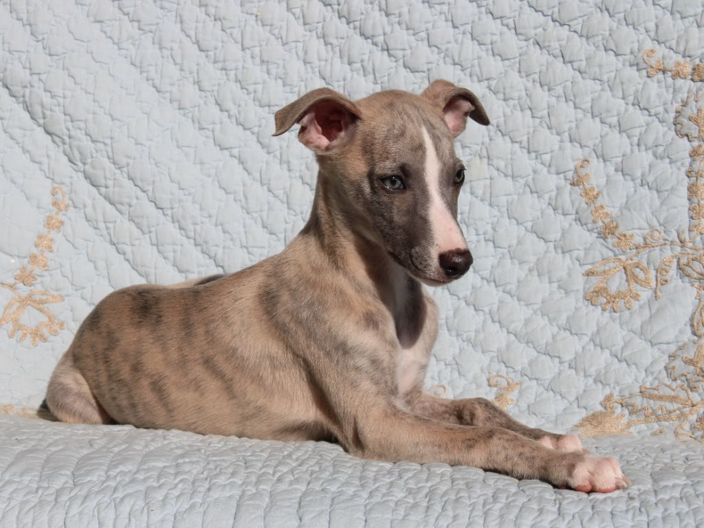 du clos d'Arlequin - Chiots disponibles - Whippet