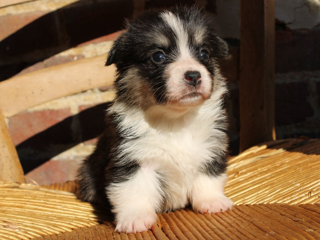 du clos d'Arlequin - Chiots disponibles - Welsh Corgi Pembroke