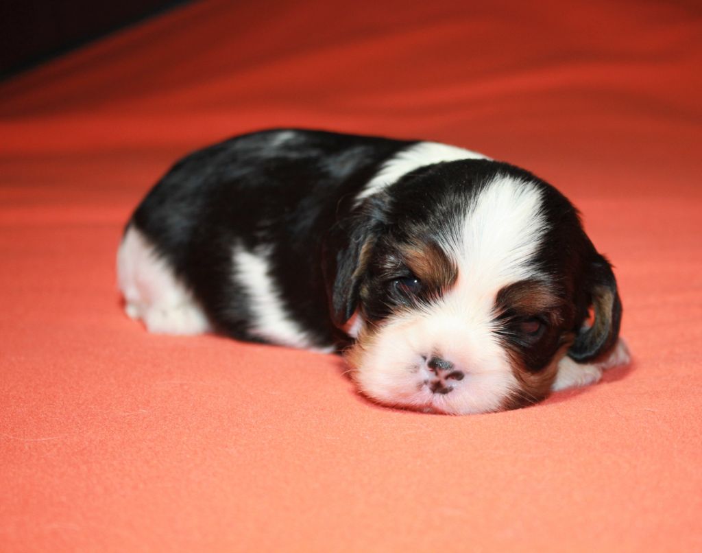 CHIOT