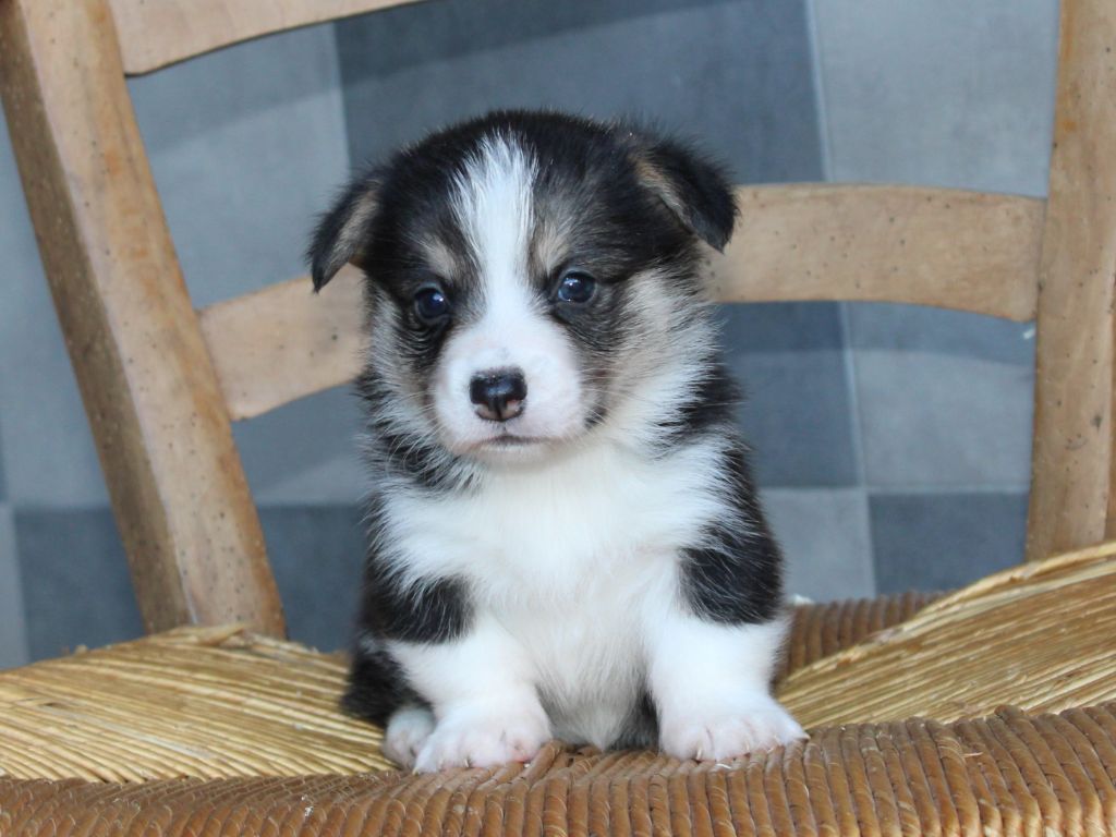 du clos d'Arlequin - Chiots disponibles - Welsh Corgi Pembroke