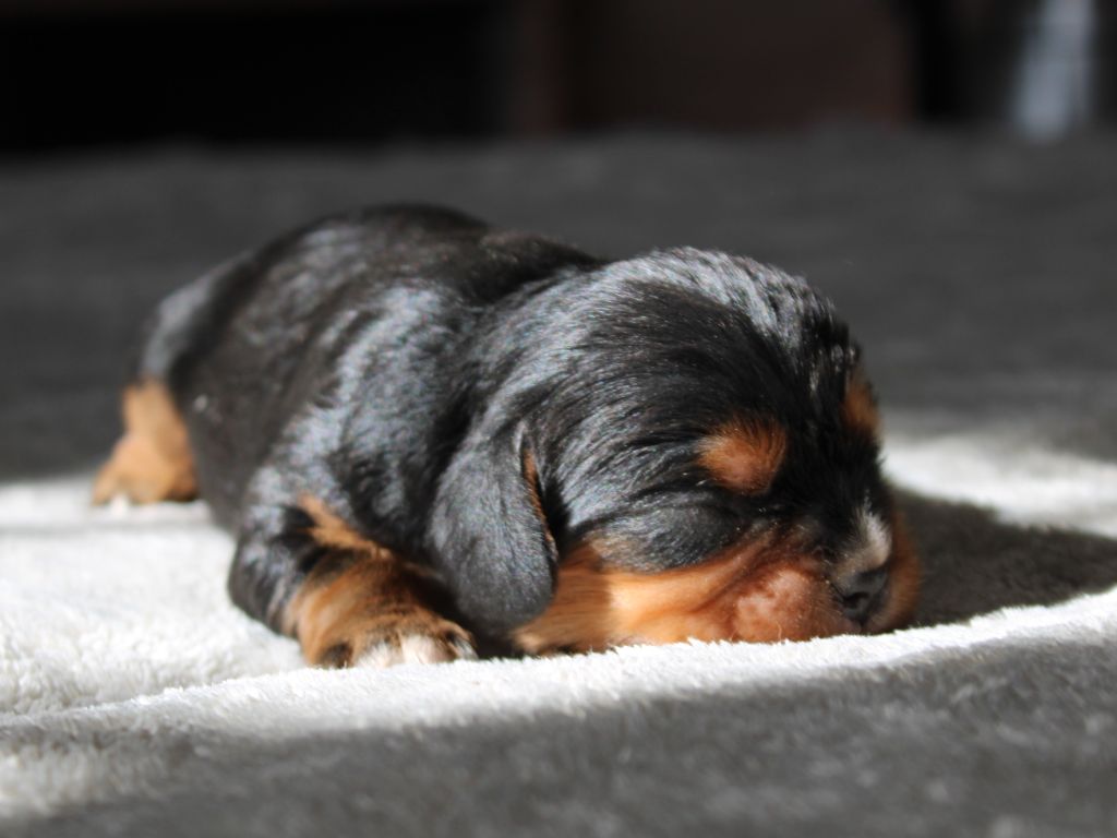Chiot Cavalier King Charles Spaniel du clos d'Arlequin