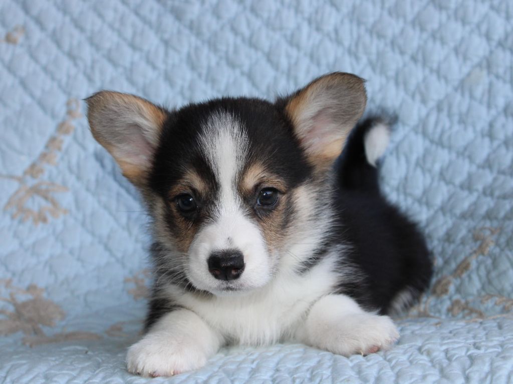 du clos d'Arlequin - Chiots disponibles - Welsh Corgi Pembroke