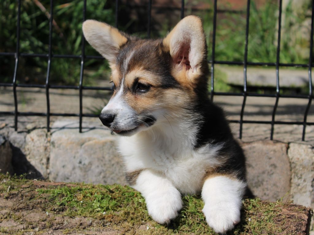 Chiot Welsh Corgi Pembroke du clos d'Arlequin